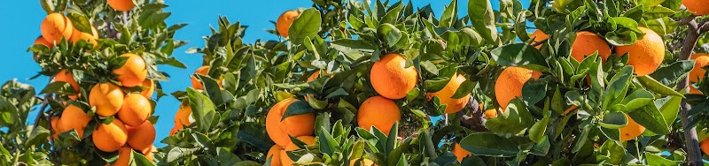 Fruticultura Rocha - Dona Euzébia MG.