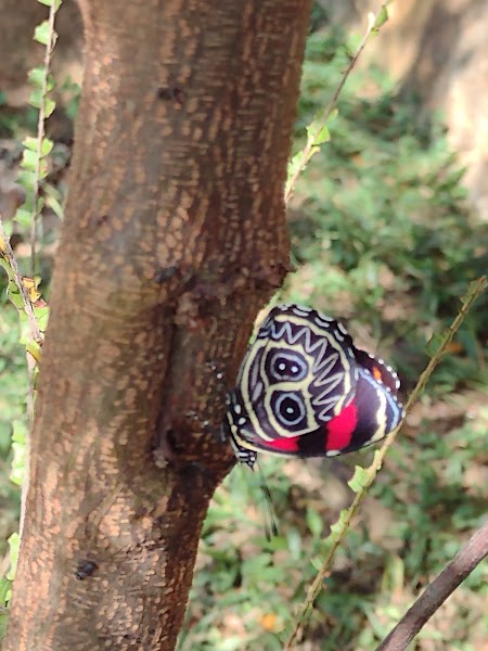 Personal Trainer, Treinamento Para Vários Objetivos