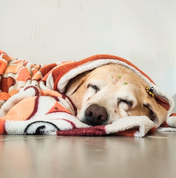 Adestrador Arapiraca - SnoutK9