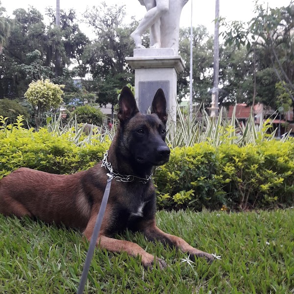 Adestramento de cães Três Rios, RJ e redondezas