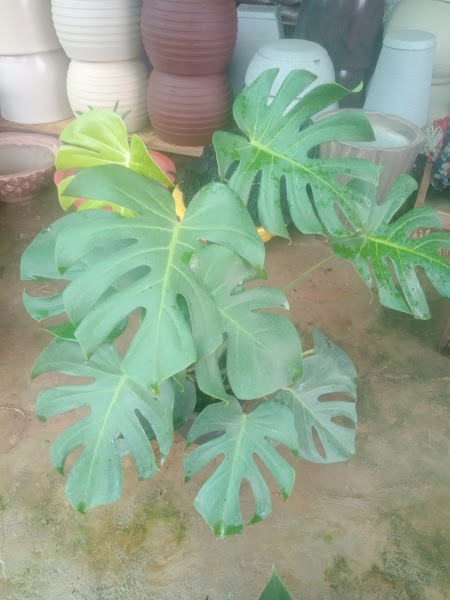 Floricultura Faroeste | Grama - Plantas ornamentais - Flores - Adubos