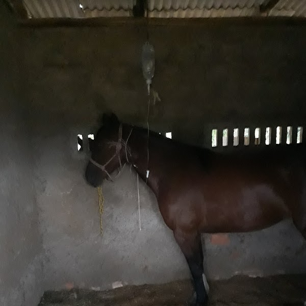 FardinVet Medicina Equina