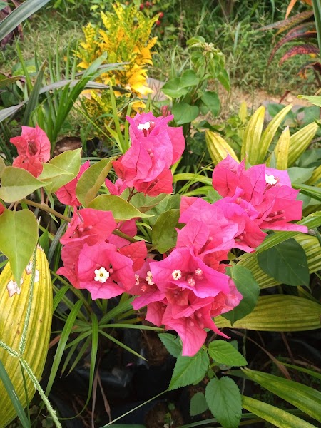 Jardim do Éden Flores e Frutíferas