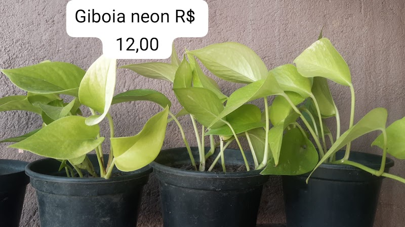 Luciana Flores e Jardim Imperial