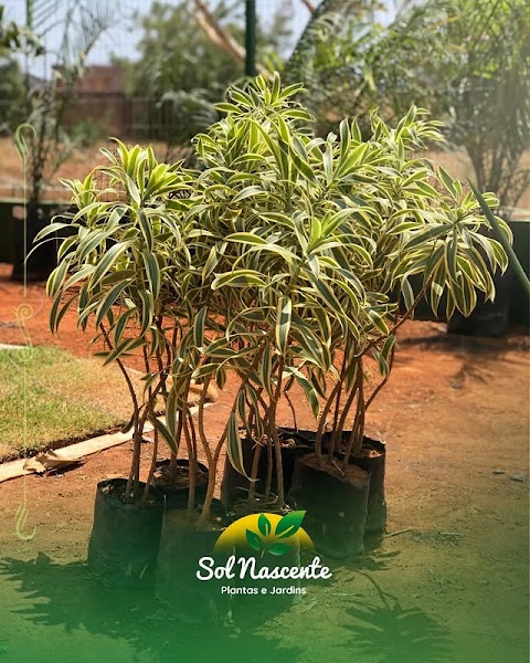 SOL NASCENTE - PLANTAS E JARDINS